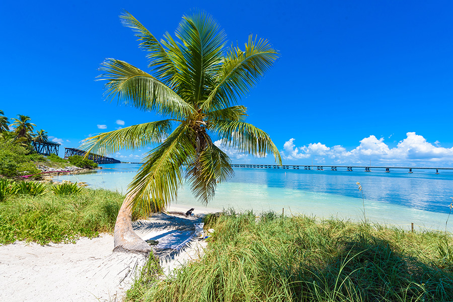 Palm tree on Florida keys beach at daytime